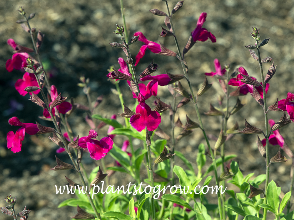 Salvia Dark Dancer (Salvia greggii)